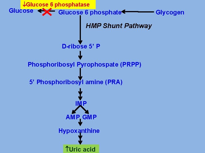  Glucose 6 phosphatase Glucose 6 phosphate HMP Shunt Pathway D-ribose 5’ P Phosphoribosyl