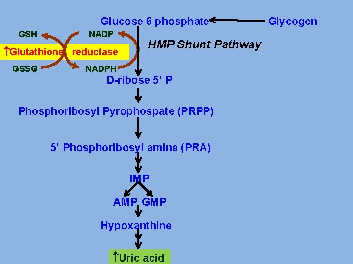Glucose 6 phosphate GSH NADP Glutathione reductase GSSG HMP Shunt Pathway NADPH D-ribose 5’