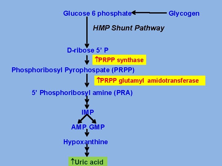 Glucose 6 phosphate Glycogen HMP Shunt Pathway D-ribose 5’ P PRPP synthase Phosphoribosyl Pyrophospate