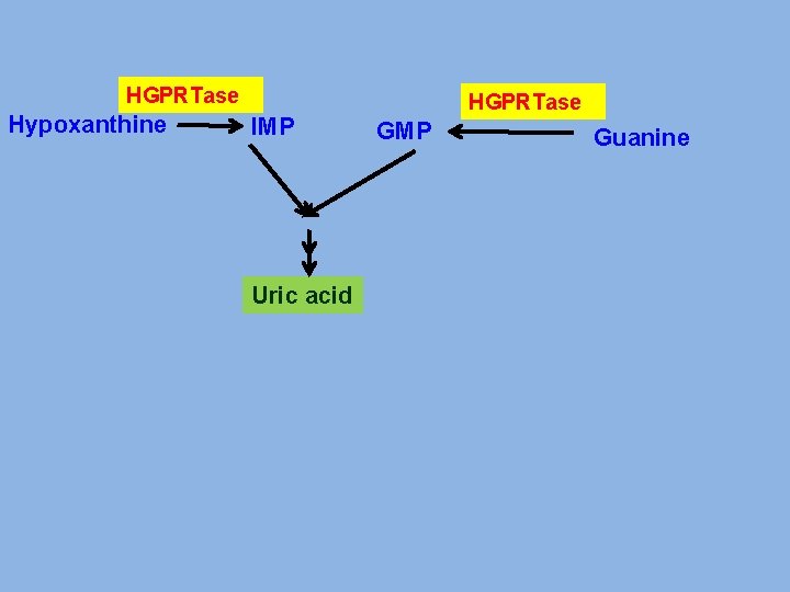 HGPRTase Hypoxanthine IMP Uric acid HGPRTase GMP Guanine 