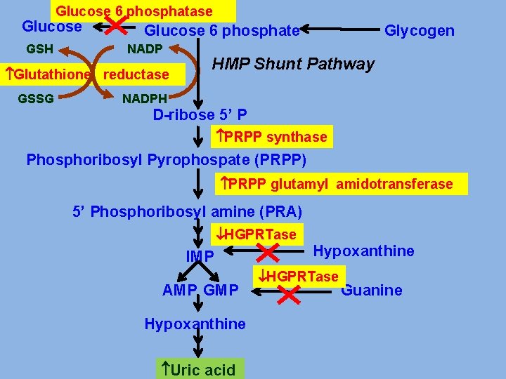 Glucose 6 phosphatase Glucose GSH Glucose 6 phosphate NADP Glutathione reductase GSSG Glycogen HMP