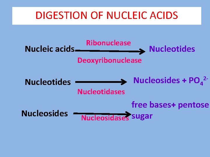 DIGESTION OF NUCLEIC ACIDS Nucleic acids Ribonuclease Nucleotides Deoxyribonuclease Nucleotides Nucleosides Nucleotidases Nucleosides +