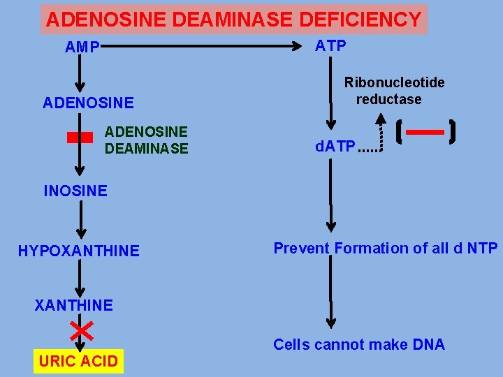 ADENOSINE DEAMINASE DEFICIENCY ATP AMP ADENOSINE DEAMINASE Ribonucleotide reductase d. ATP INOSINE HYPOXANTHINE Prevent