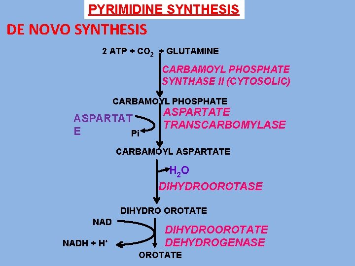 PYRIMIDINE SYNTHESIS DE NOVO SYNTHESIS 2 ATP + CO 2 + GLUTAMINE CARBAMOYL PHOSPHATE