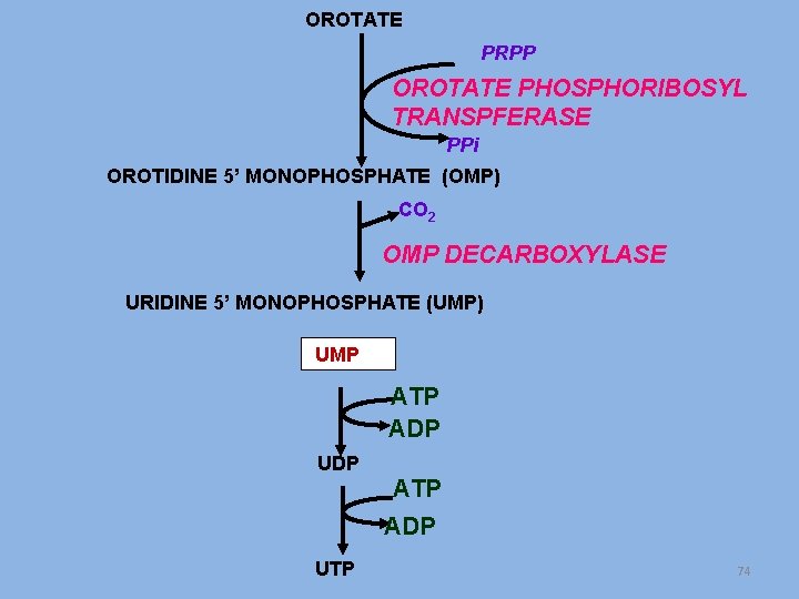 OROTATE PRPP OROTATE PHOSPHORIBOSYL TRANSPFERASE PPi OROTIDINE 5’ MONOPHOSPHATE (OMP) CO 2 OMP DECARBOXYLASE