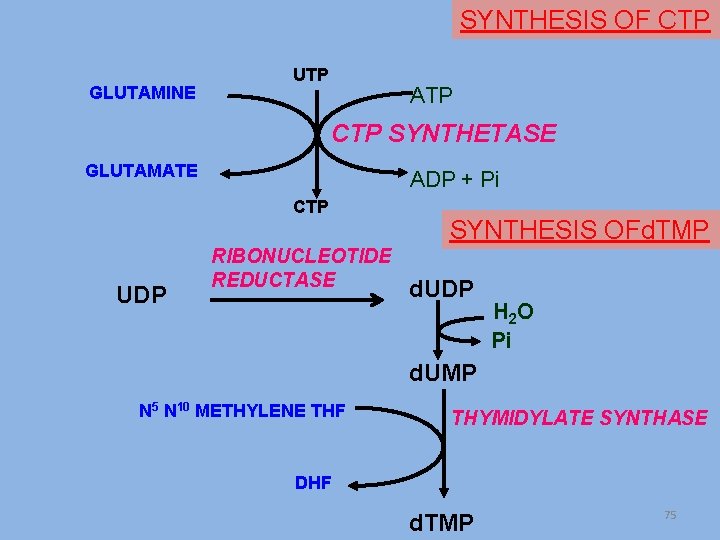 SYNTHESIS OF CTP GLUTAMINE UTP ATP CTP SYNTHETASE GLUTAMATE ADP + Pi CTP UDP