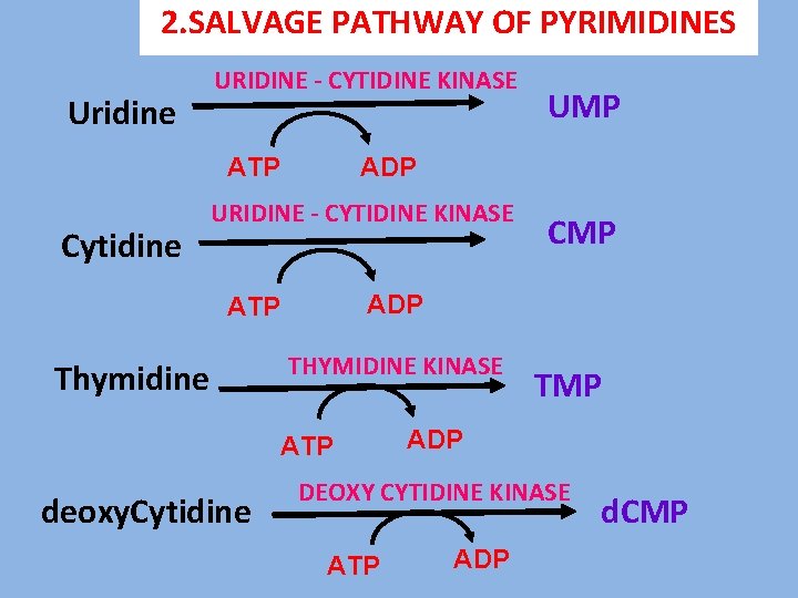 2. SALVAGE PATHWAY OF PYRIMIDINES Uridine URIDINE - CYTIDINE KINASE ATP Cytidine ADP URIDINE