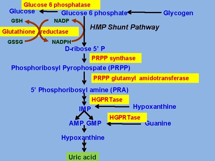 Glucose 6 phosphatase Glucose GSH Glucose 6 phosphate NADP Glutathione reductase GSSG Glycogen HMP