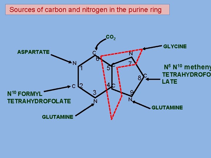  Sources of carbon and nitrogen in the purine ring CO 2 GLYCINE ASPARTATE
