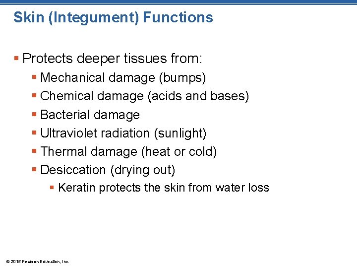 Skin (Integument) Functions § Protects deeper tissues from: § Mechanical damage (bumps) § Chemical