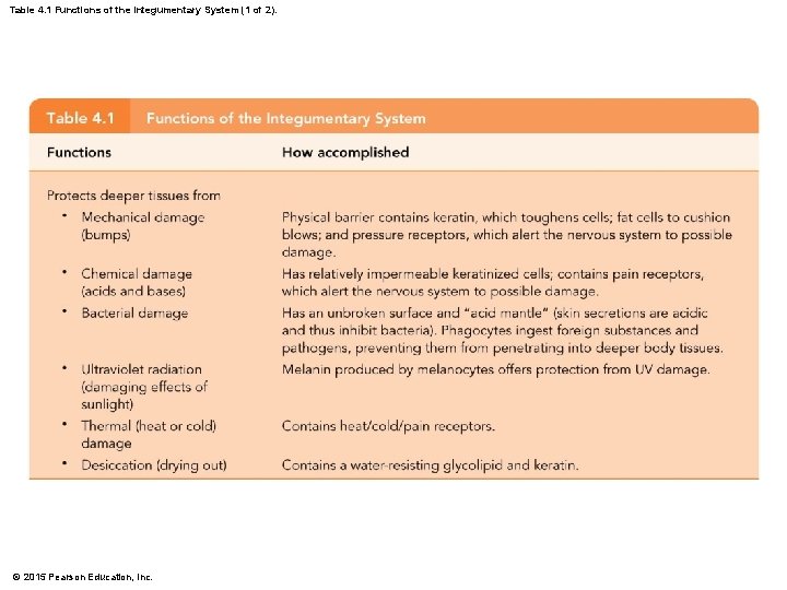 Table 4. 1 Functions of the Integumentary System (1 of 2). © 2015 Pearson