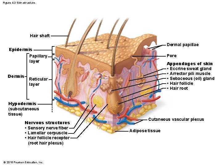 Figure 4. 3 Skin structure. Hair shaft Dermal papillae Epidermis Pore Papillary layer Dermis