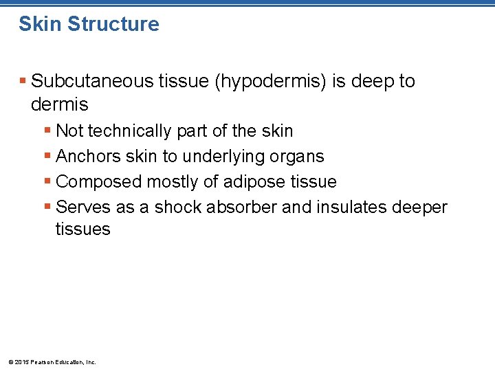 Skin Structure § Subcutaneous tissue (hypodermis) is deep to dermis § Not technically part