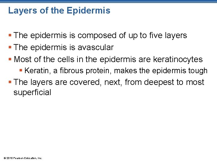 Layers of the Epidermis § The epidermis is composed of up to five layers