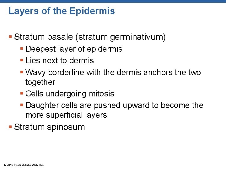 Layers of the Epidermis § Stratum basale (stratum germinativum) § Deepest layer of epidermis