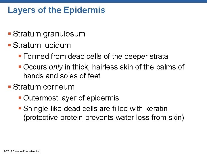 Layers of the Epidermis § Stratum granulosum § Stratum lucidum § Formed from dead