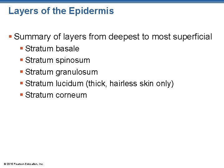 Layers of the Epidermis § Summary of layers from deepest to most superficial §