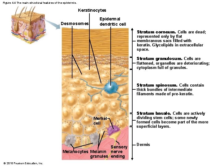 Figure 4. 4 The main structural features of the epidermis. Keratinocytes Desmosomes Epidermal dendritic