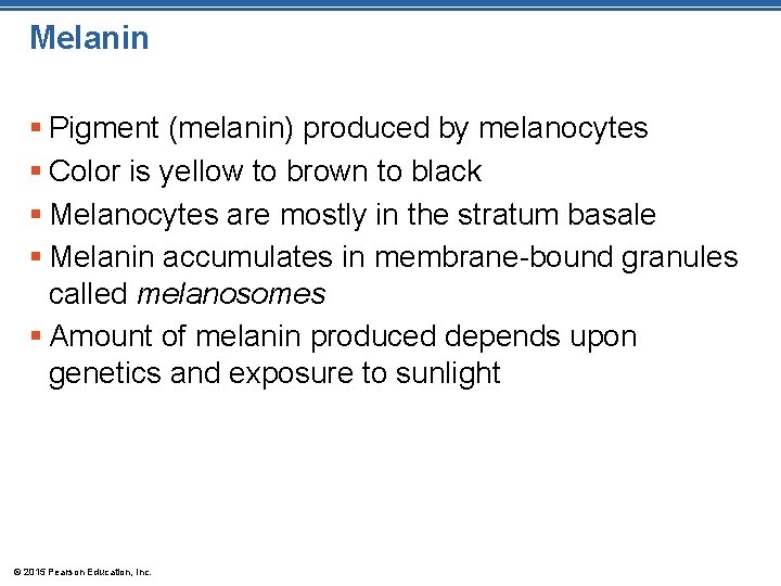 Melanin § Pigment (melanin) produced by melanocytes § Color is yellow to brown to