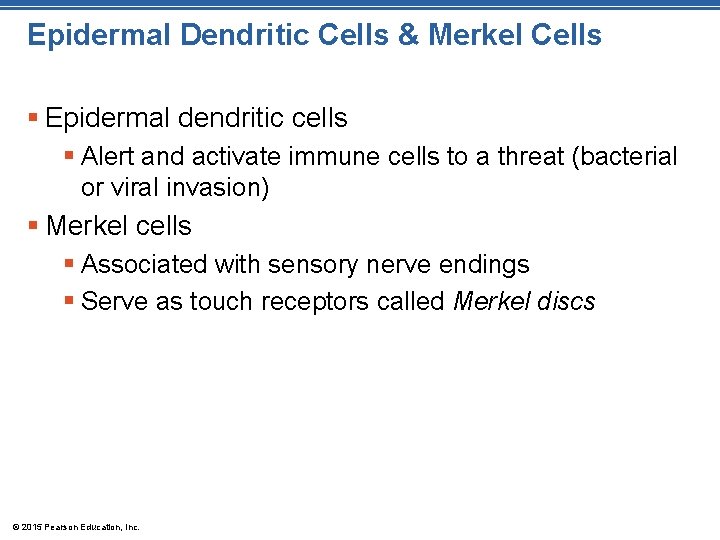 Epidermal Dendritic Cells & Merkel Cells § Epidermal dendritic cells § Alert and activate