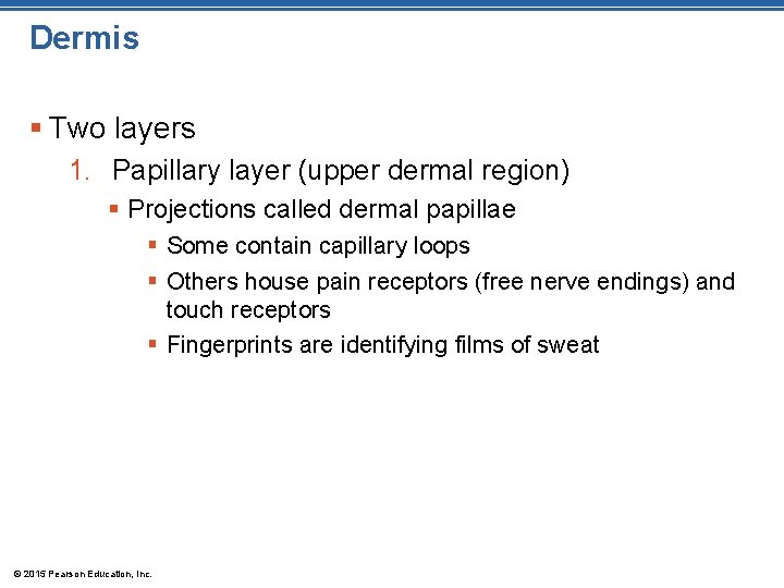 Dermis § Two layers 1. Papillary layer (upper dermal region) § Projections called dermal