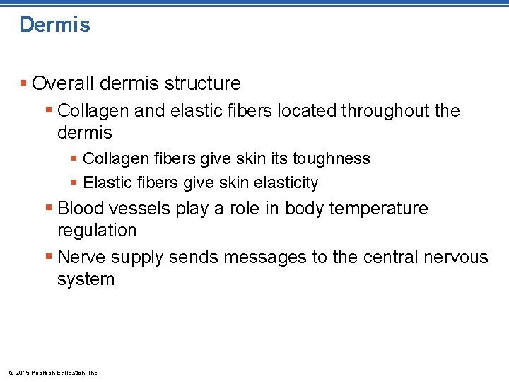 Dermis § Overall dermis structure § Collagen and elastic fibers located throughout the dermis