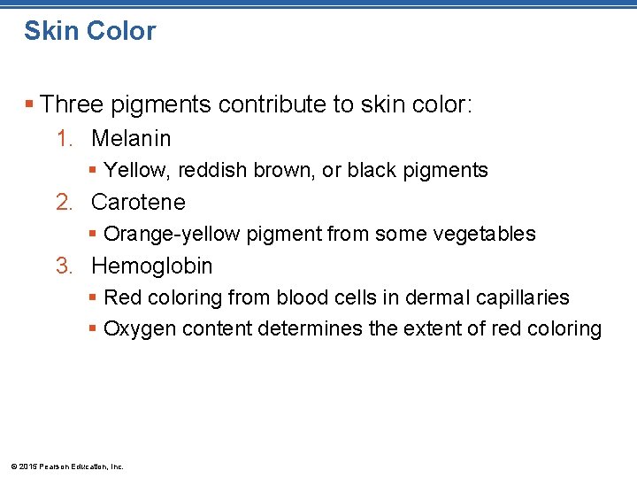 Skin Color § Three pigments contribute to skin color: 1. Melanin § Yellow, reddish