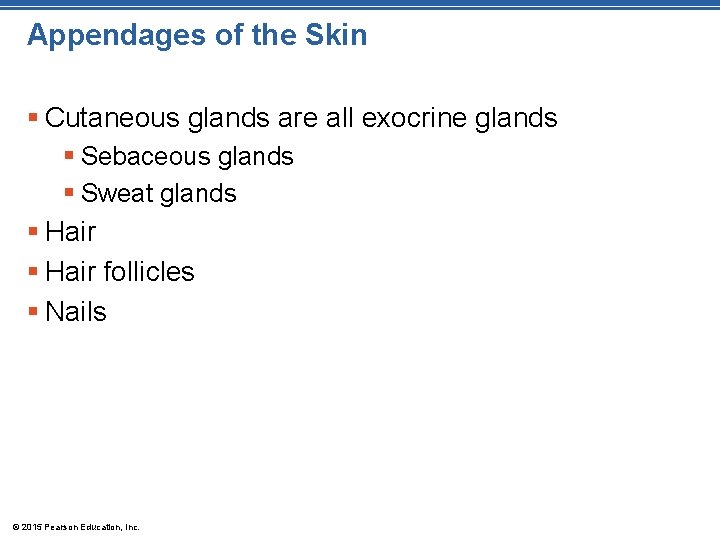 Appendages of the Skin § Cutaneous glands are all exocrine glands § Sebaceous glands