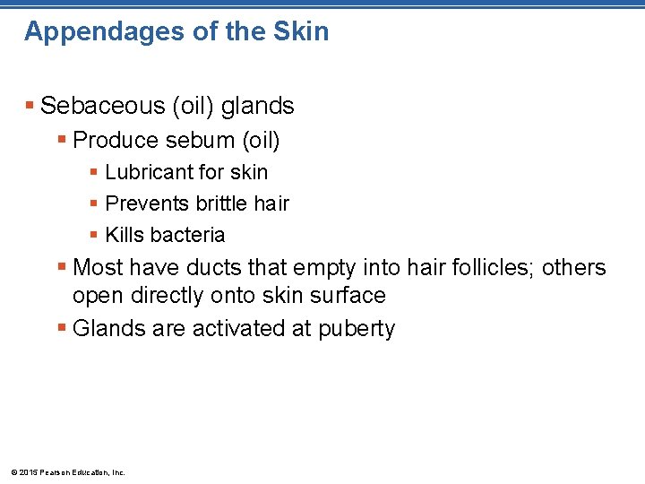 Appendages of the Skin § Sebaceous (oil) glands § Produce sebum (oil) § Lubricant