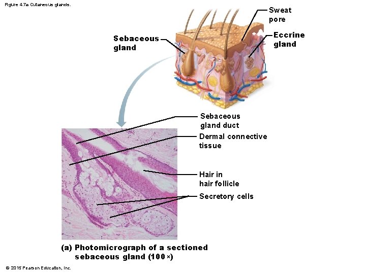 Figure 4. 7 a Cutaneous glands. Sweat pore Eccrine gland Sebaceous gland duct Dermal