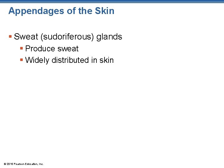Appendages of the Skin § Sweat (sudoriferous) glands § Produce sweat § Widely distributed