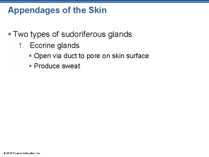Appendages of the Skin § Two types of sudoriferous glands 1. Eccrine glands §