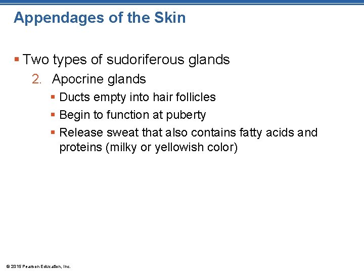 Appendages of the Skin § Two types of sudoriferous glands 2. Apocrine glands §