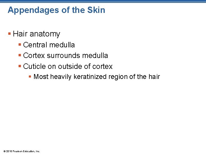Appendages of the Skin § Hair anatomy § Central medulla § Cortex surrounds medulla