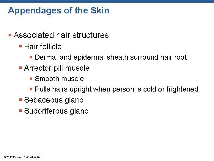Appendages of the Skin § Associated hair structures § Hair follicle § Dermal and