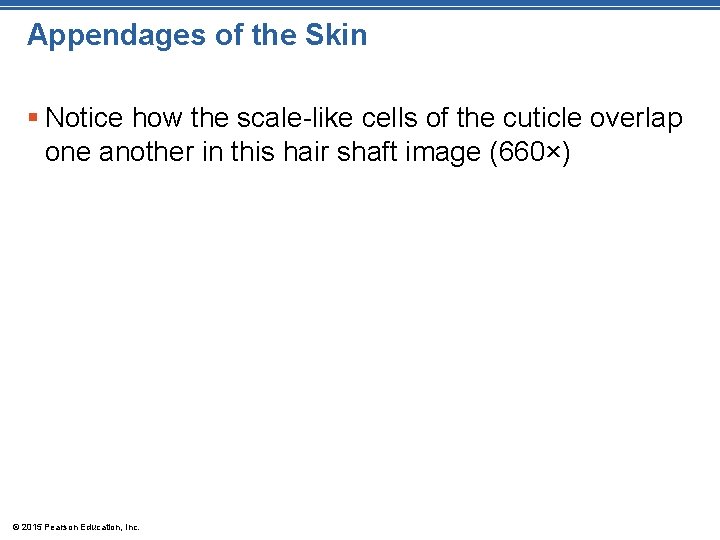 Appendages of the Skin § Notice how the scale-like cells of the cuticle overlap
