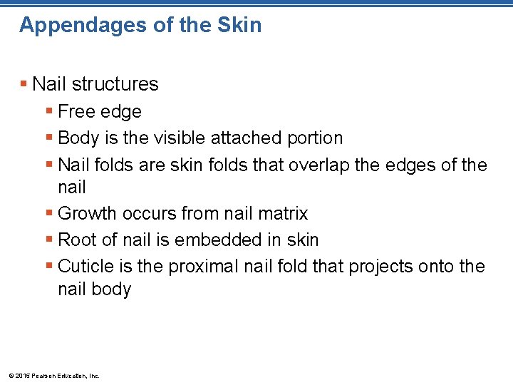 Appendages of the Skin § Nail structures § Free edge § Body is the