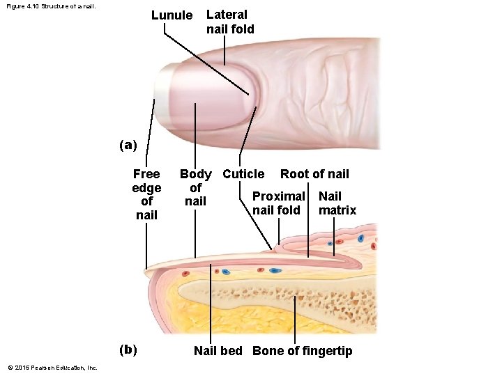 Figure 4. 10 Structure of a nail. Lunule Lateral nail fold (a) Free edge