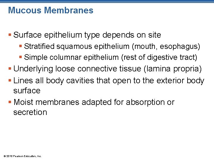 Mucous Membranes § Surface epithelium type depends on site § Stratified squamous epithelium (mouth,