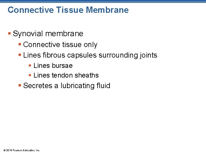 Connective Tissue Membrane § Synovial membrane § Connective tissue only § Lines fibrous capsules