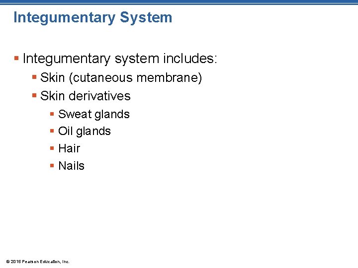 Integumentary System § Integumentary system includes: § Skin (cutaneous membrane) § Skin derivatives §