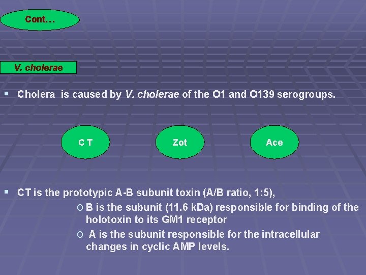 Cont… V. cholerae § Cholera is caused by V. cholerae of the O 1