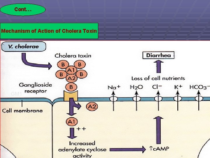 Cont… Mechanism of Action of Cholera Toxin GM 1 
