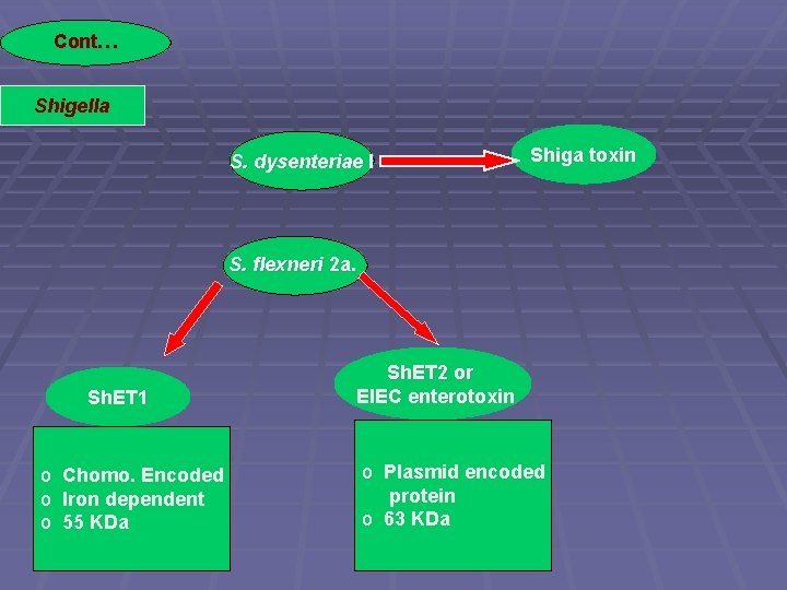Cont… Shigella S. dysenteriae I Shiga toxin S. flexneri 2 a. Sh. ET 1