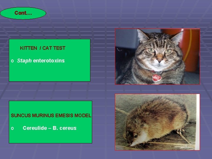 Cont… KITTEN / CAT TEST o Staph enterotoxins SUNCUS MURINUS EMESIS MODEL o Cereulide