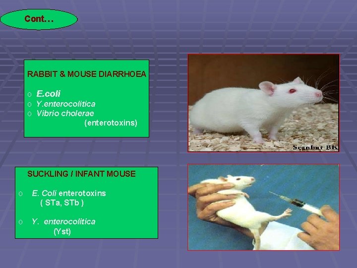Cont… RABBIT & MOUSE DIARRHOEA o E. coli o Y. enterocolitica o Vibrio cholerae