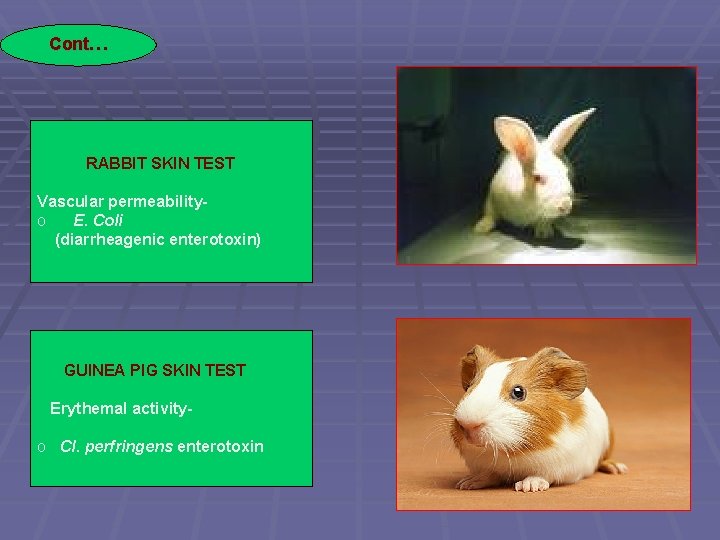 Cont… RABBIT SKIN TEST Vascular permeabilityo E. Coli (diarrheagenic enterotoxin) GUINEA PIG SKIN TEST
