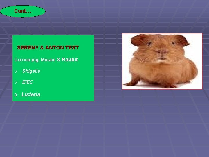 Cont… SERENY & ANTON TEST Guinea pig, Mouse & Rabbit o Shigella o EIEC