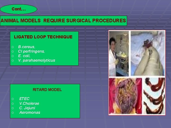 Cont… ANIMAL MODELS REQUIRE SURGICAL PROCEDURES LIGATED LOOP TECHNIQUE o o B. cereus, Cl