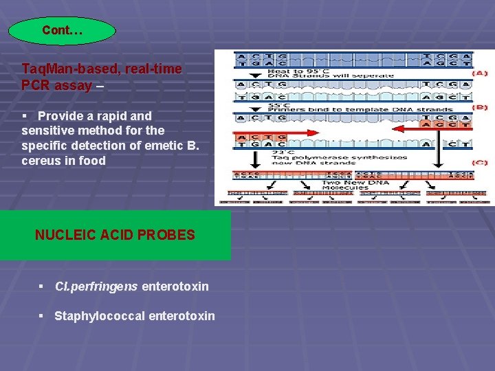 Cont… Taq. Man-based, real-time PCR assay – § Provide a rapid and sensitive method